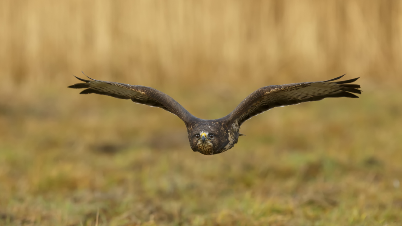 Opgepast voor de buizerd