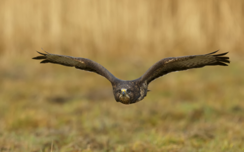 Opgepast voor de buizerd